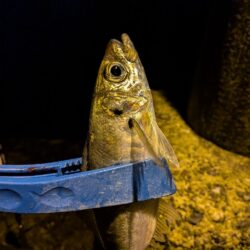 久しぶりのアジ